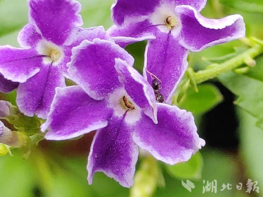 问鼎平台